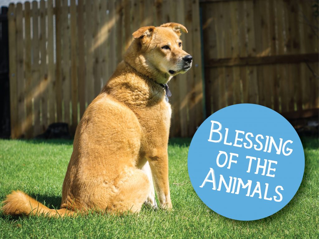 BLESSING OF THE ANIMALS